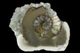 Cut Ammonite (Pleuroceras) Fossil Pair - Germany #125378-3
